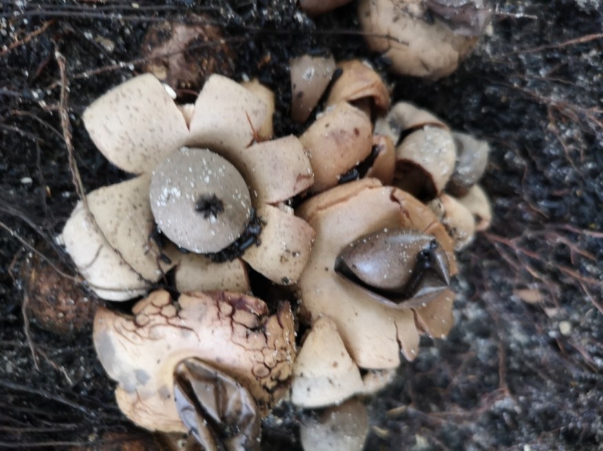 Hiking at Panti Rainforest